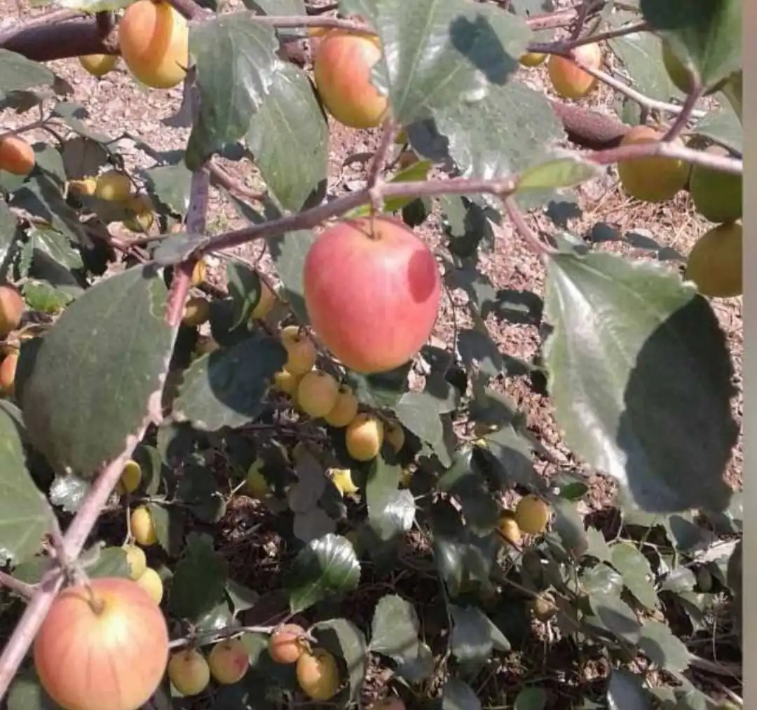 Kashmiri Apple Bear